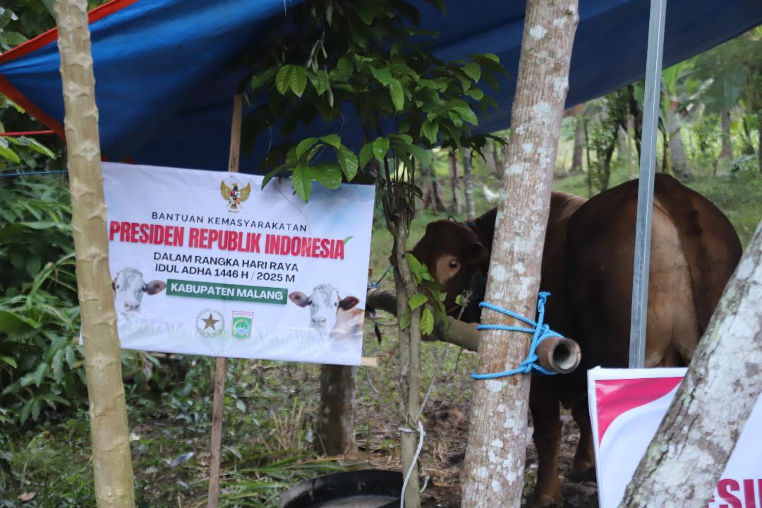 Bupati-Malang-Muhammad-Sanusi-menyerahkan-hewan-kurban-sapi-dari-Presiden-Prabowo-Subianto.jpg