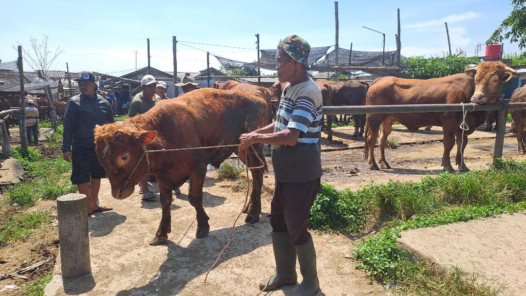 Nihil Kasus Antraks, DPKH Kabupaten Malang Imbau Peternak Tetap Waspada dan Jaga Kesehatan Ternak