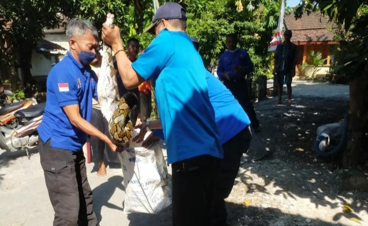 Damkar-Satpol-PP-Tuban-menangkap-ular-piton-sepanjang-4-meter-di-Desa-Sugiharjo.jpg