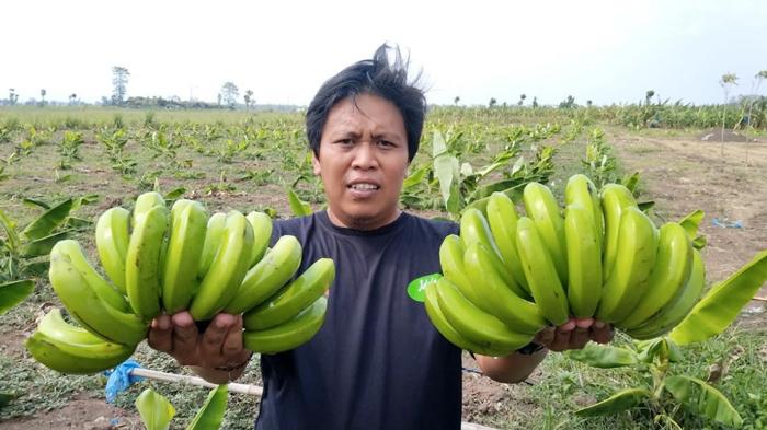 Desa Wisata Cavendish Kabupaten Mojokerto Bersolek, Akan Ada Food Court Bertabur Kuliner Khas