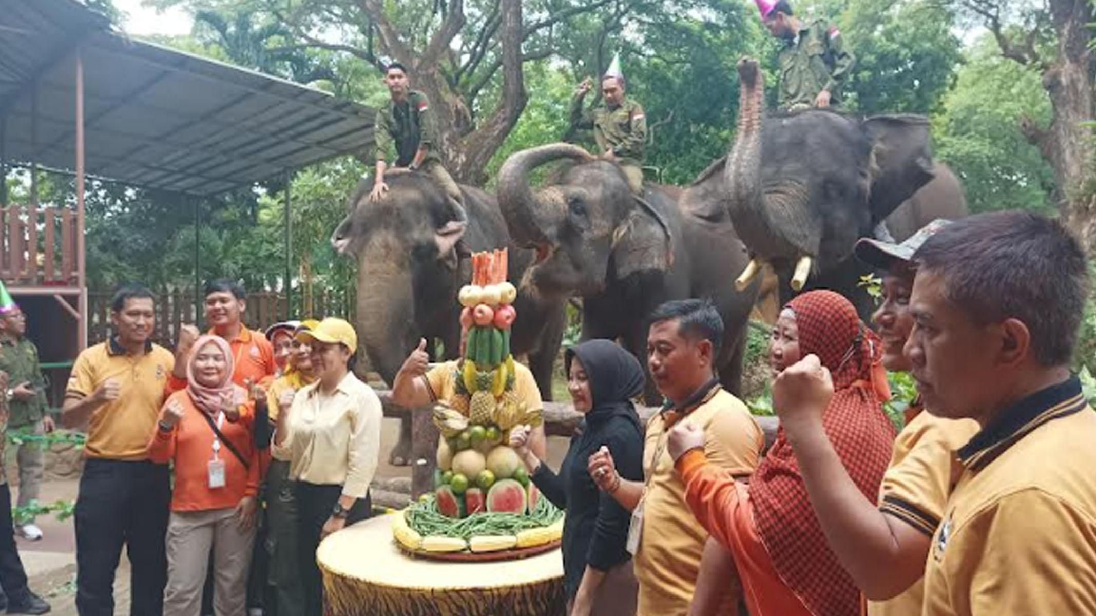 Ulang Tahun Gajah Gonzales di KBS Surabaya jadi Meriah, Ada Acara Tiup Lilin Hingga Feeding Time