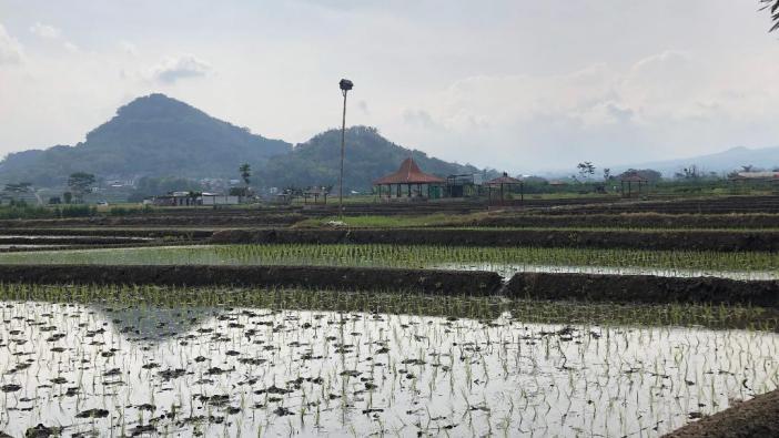 Hamparan-sawah-di-Pendem-Kecamatan-Junrejo-Kota-Batu-yang-ditanami-padi.jpg
