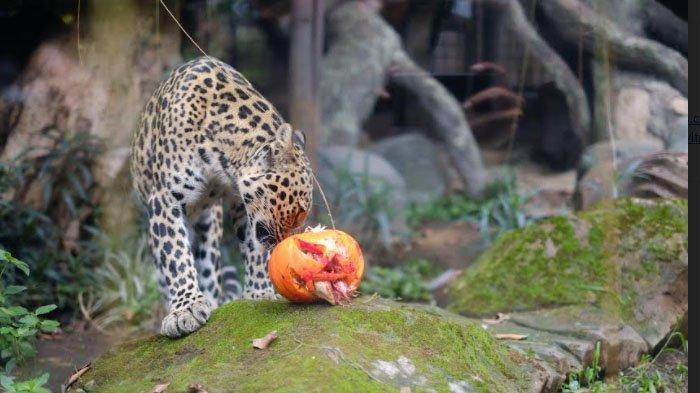 Harga Tiket Batu Secret Zoo, Wisata Malang Terbaru untuk Melihat Berbagai Satwa Langka di Dunia