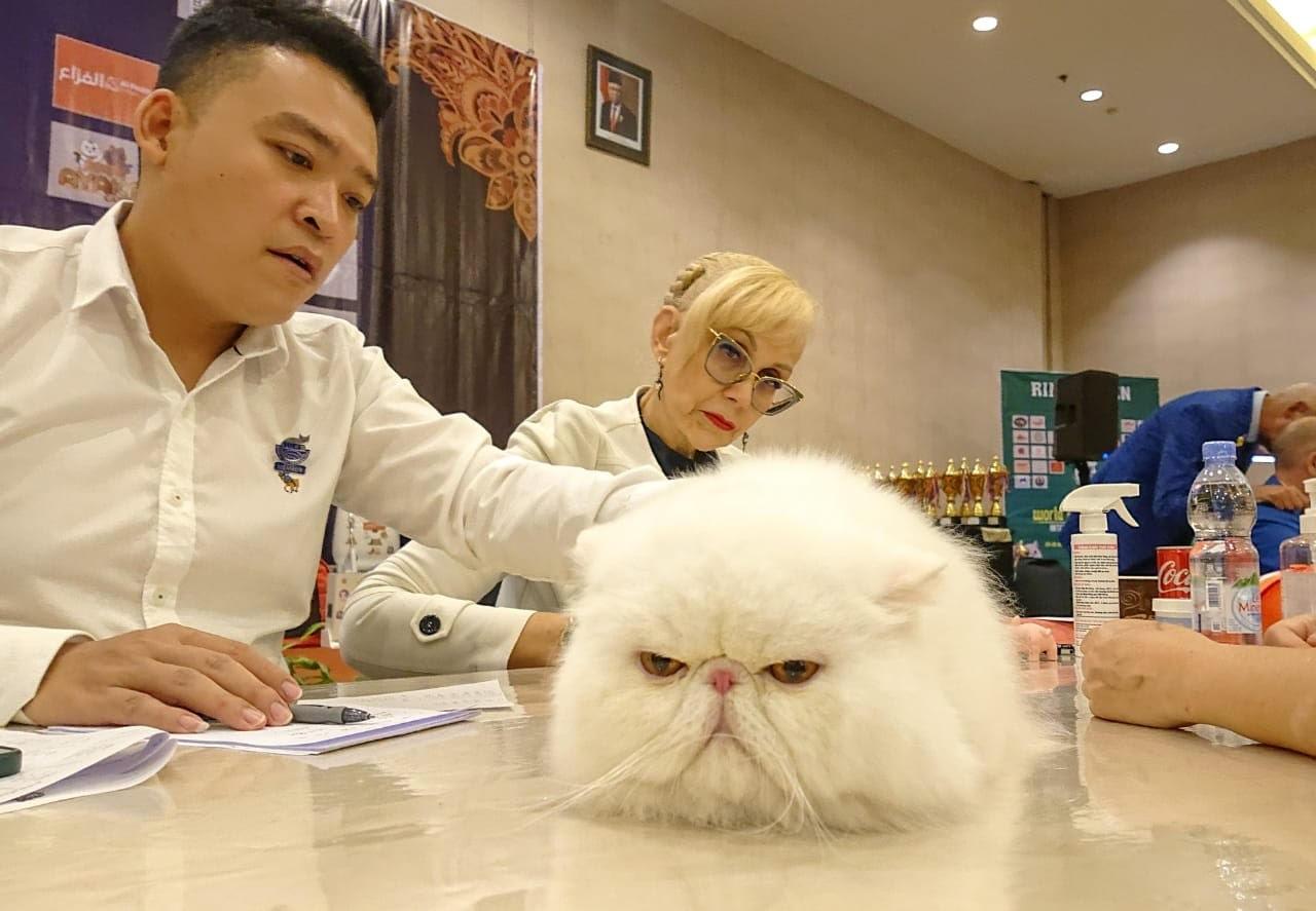 WCF dan ICC Gelar International Cat Show di Sidoarjo, Jadi Ajang Edukasi Peternak Kucing