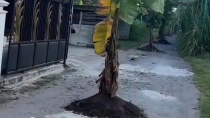 Jalan Rusak Ditanami Pohon Pisang Viral di Blitar, DPUPR: Itu Jalan Desa Bukan Kewenangan Kami