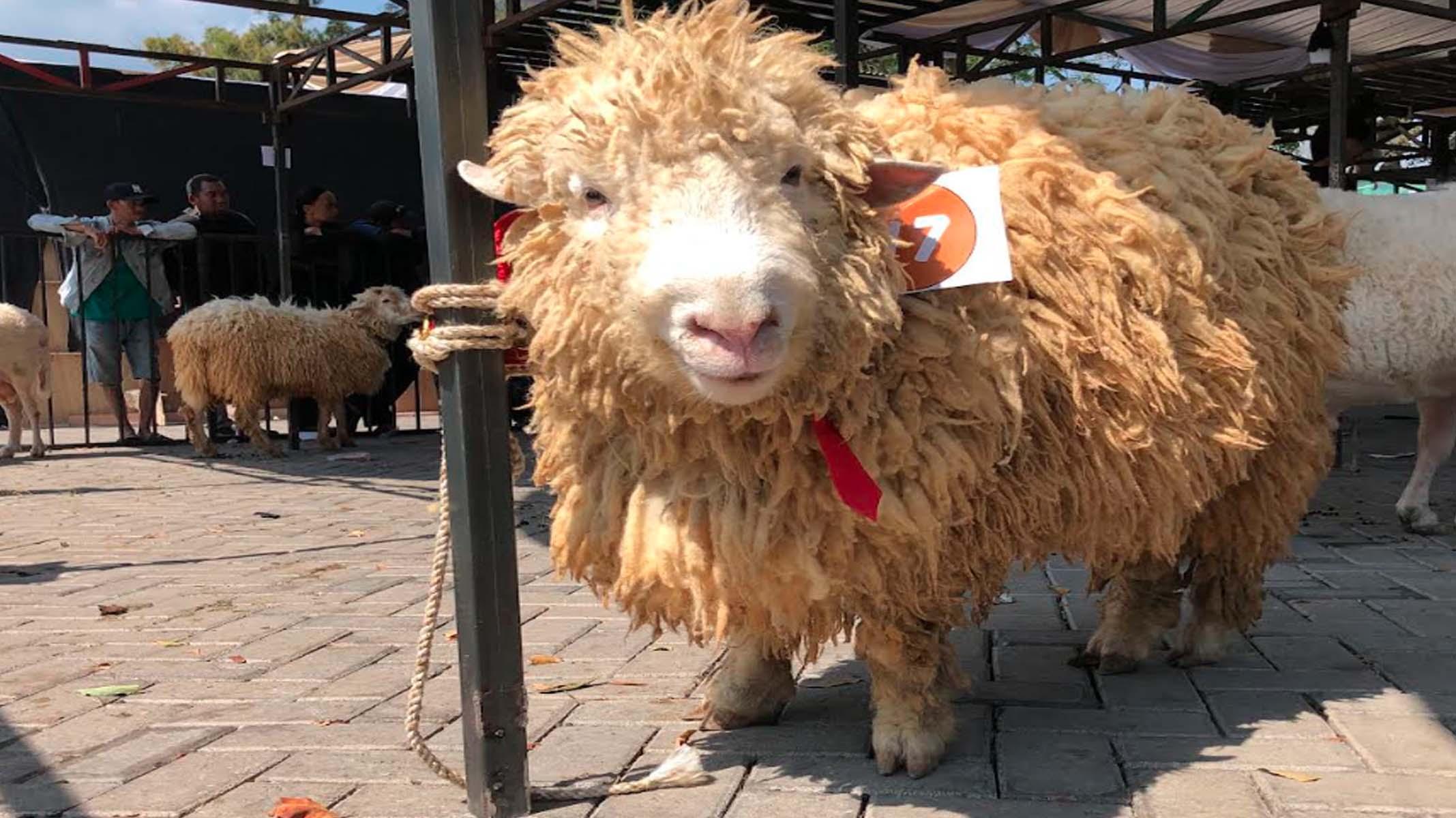 Kontes Kambing dan Domba Piala Wali Kota Batu 2025, Dari yang Imut hingga yang  Ekstrem