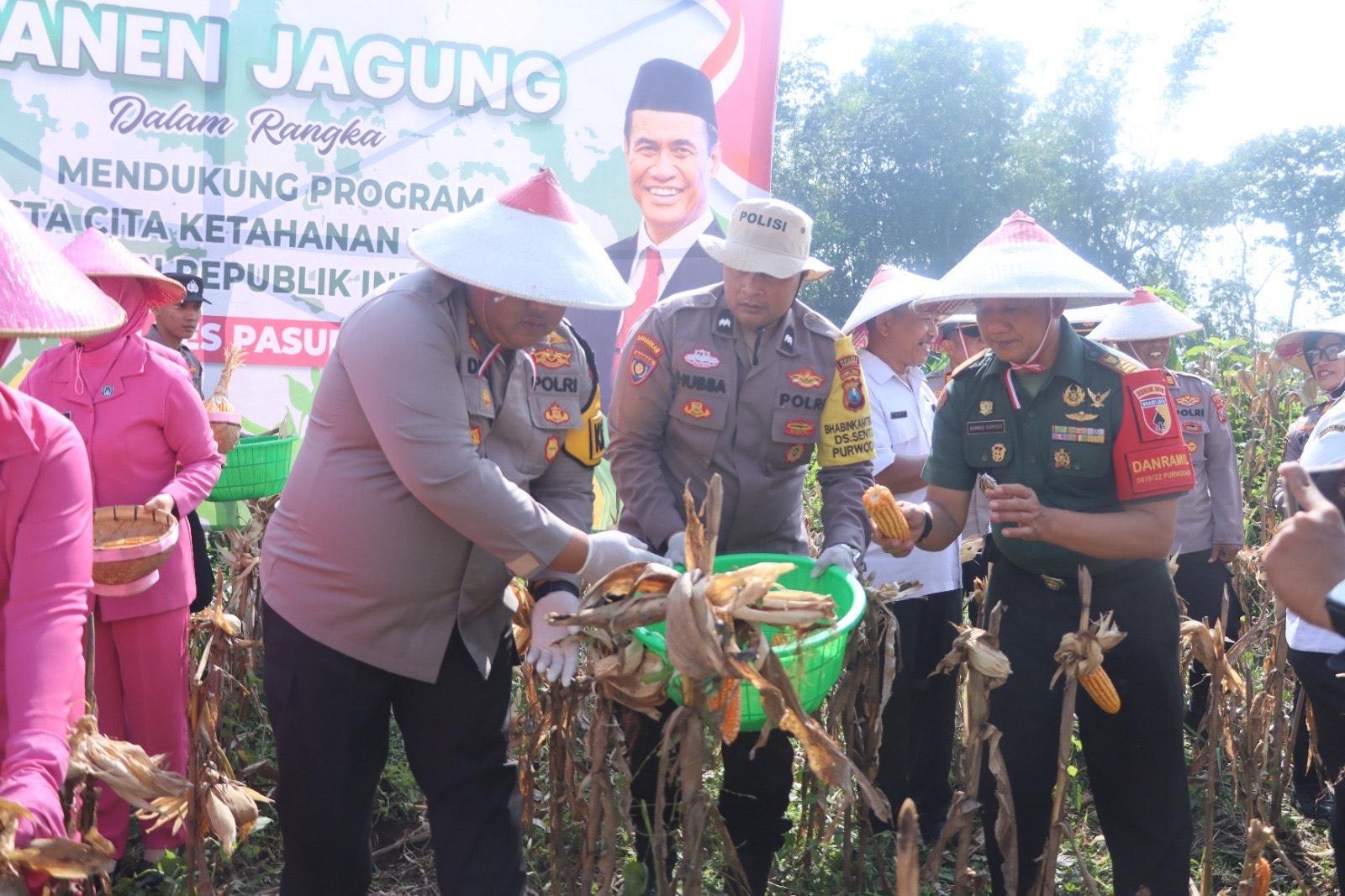 Polisi dan Masyarakat Pasuruan Kompak Panen Jagung, Wujud Sukses Kembangkan Ketahanan Pangan