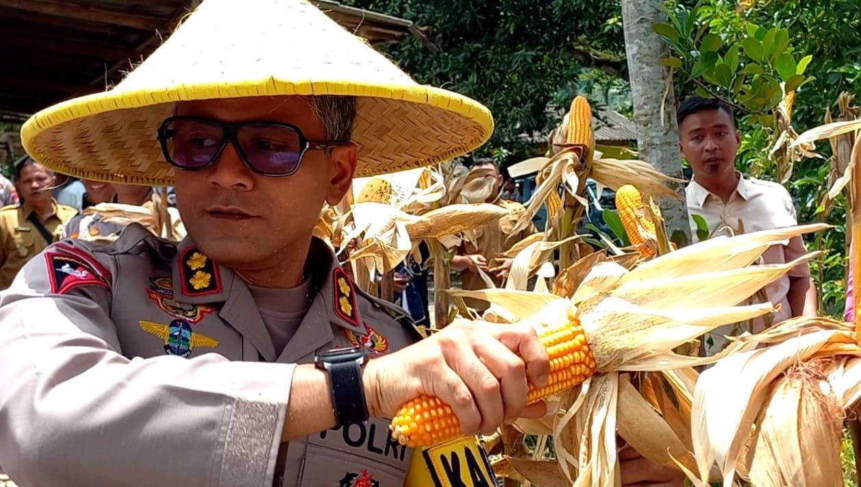 Dukung Program Ketahanan Pangan Presiden Prabowo, Polres Trenggalek Panen Jagung 4 Ton