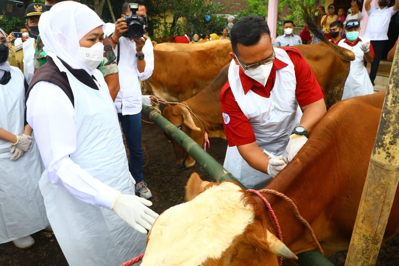 Khofifah-Indar-Parawansa-meninjau-revaksinasi-peternakan-di-Dusun-Pondok-Rampal.jpg
