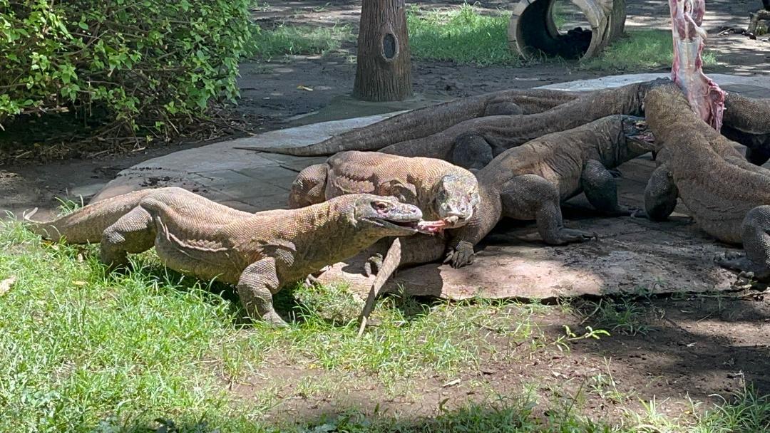 Kebun Binatang Surabaya Berhasil Kembang-biakkan Komodo, Siap Dilepas-liarkan ke NTT