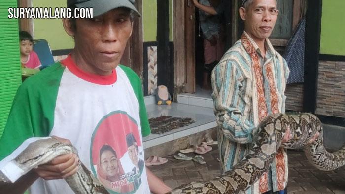Kota-Probolinggo-berhasil-menaklukkan-ular-piton-berukuran-jumbo.jpg
