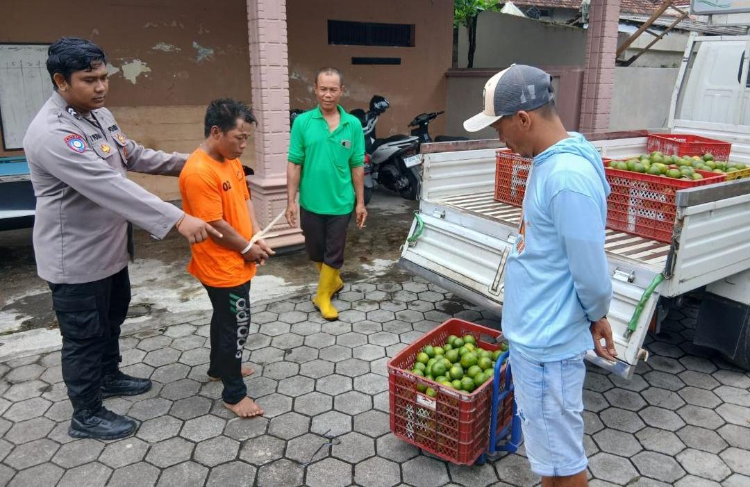 Maling Jeruk Terciduk saat Beraksi di Banyuwangi, Diserahkan ke Polisi Setelah Diarak Warga