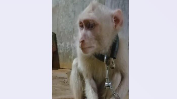 Monyet Albino Seharga Puluhan Juta Milik Warga Sampang Madura Dicuri Maling