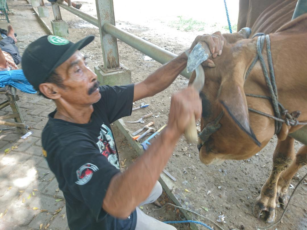 Nurohman-58-merapikan-tanduk-salon-sapi-di-Pasar-Hewan-Terpadu-Tulungagung.jpg