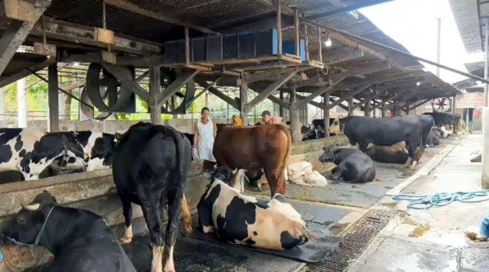 DAFTAR 30 Kabupaten-Kota di Jatim Diserang PMK, Termasuk Peternak Sapi di Malang Raya