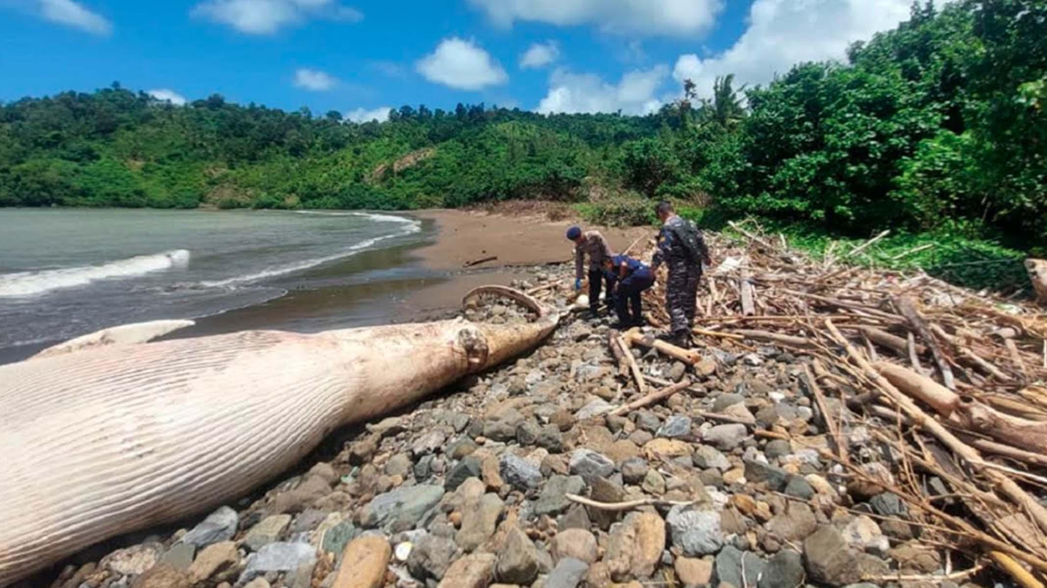 Paus Balin Ukuran 7 Meter Terdampar dan Mati di Pantai Nglarap Tulungagung, Bangkai Tak Dievakuasi