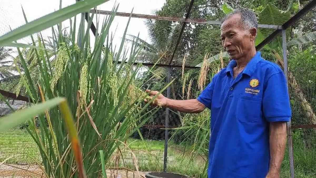 Padi-Sukma-yang-dikembangkan-oleh-Ngateman-Pemkab-Malang.jpg