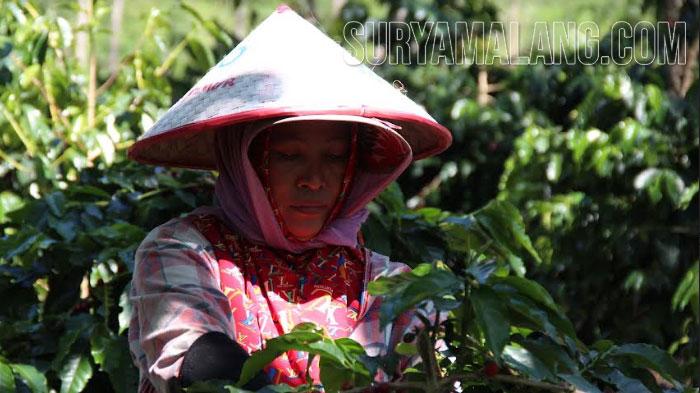 Pemetik-biji-kopi-di-kebun-Blawan-yang-dikelola-PTPN-XII.jpg