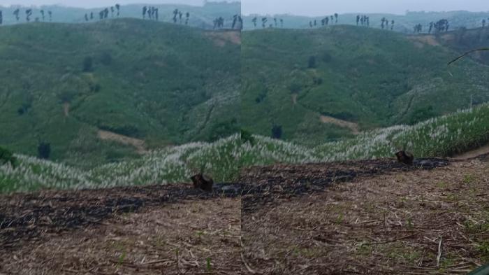 Penolakan-Meluas-LSM-Pro-Desa-Tolak-Bongkar-Ratoon-Rp-49-M-di-Lahan-Sengketa-Ringinkembar-Malang.jpg