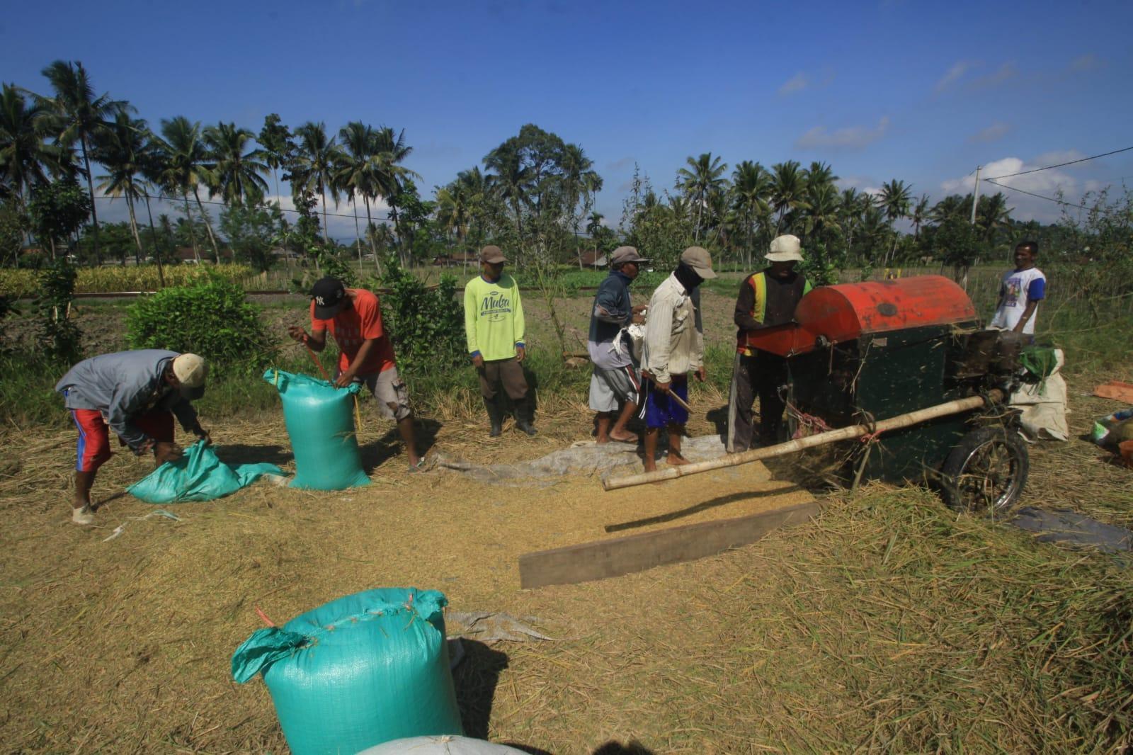 Petani-di-Kecamatan-Ajung-Jember-Jawa-Timur-saat-panen-padi-Jumat.jpg