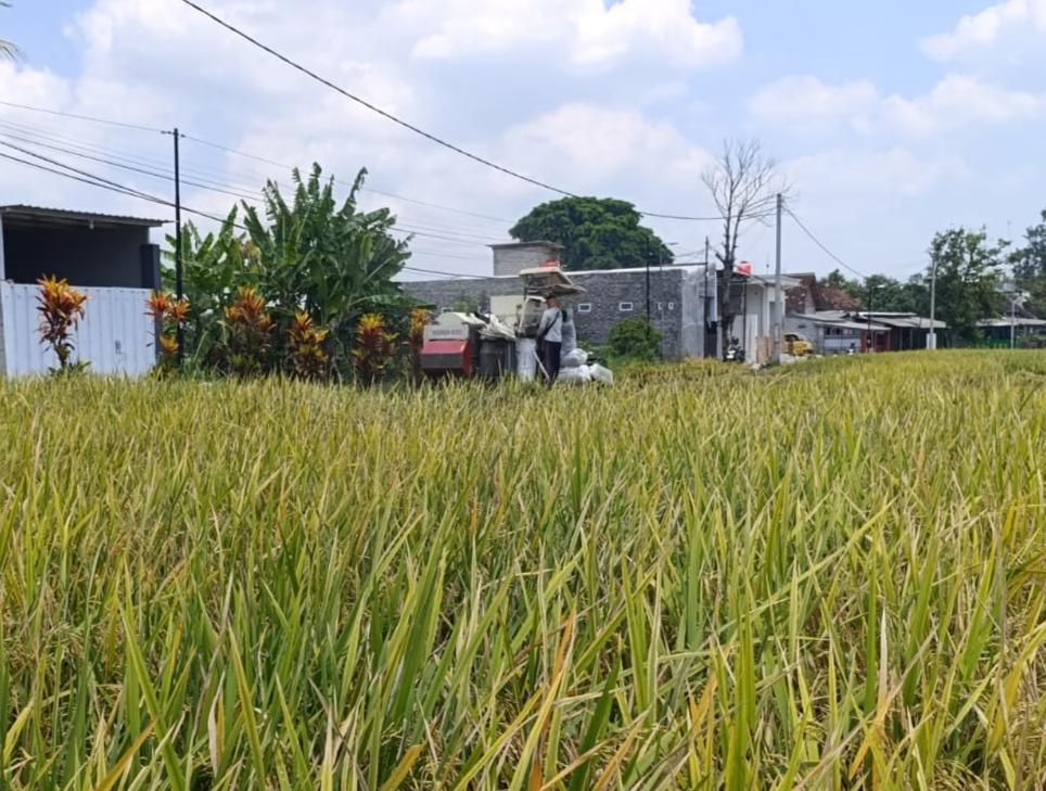 Petani-memanen-padi-di-Kelurahan-Bendogerit-Kecamatan-Sananwetan-Kota-Blitar.jpg