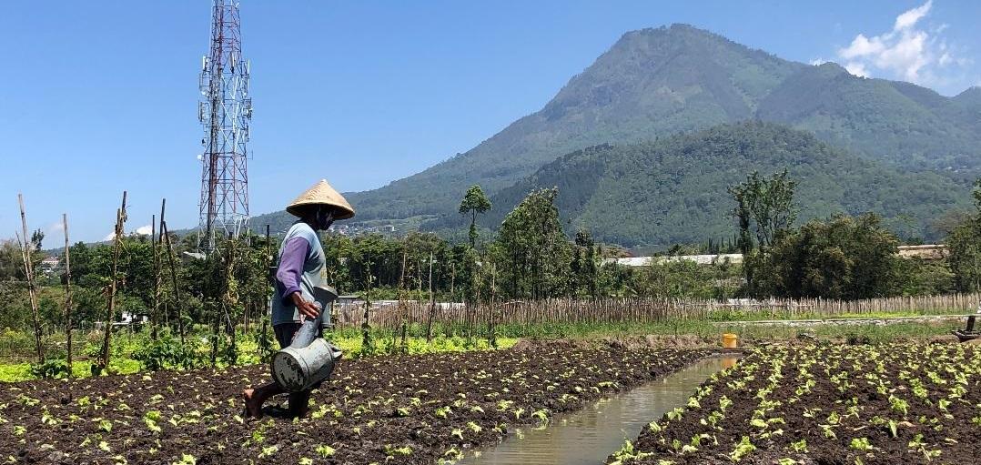 Petani-saat-mengairi-tanamannya-di-Kota-Batu-Dampak-rupiah-melemah.jpg