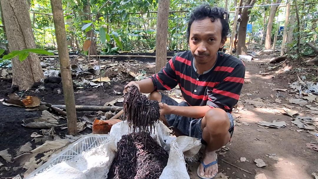Peternak-cacing-tanah-merah-Aji-Mahmud-Desa-Bolo-Kecamatan-Kare-Kabupaten-Madiun.jpg