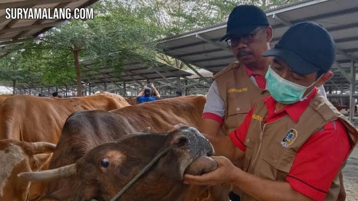 Tulungagung Awasi Hewan Ternak dari Ponorogo karena Ada Kasus PMK