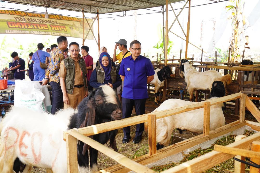 Pj-Wali-Kota-Batu-Aries-Agung-Paewai-memantau-hewan-kurban-jelang-Idul-Adha.jpg