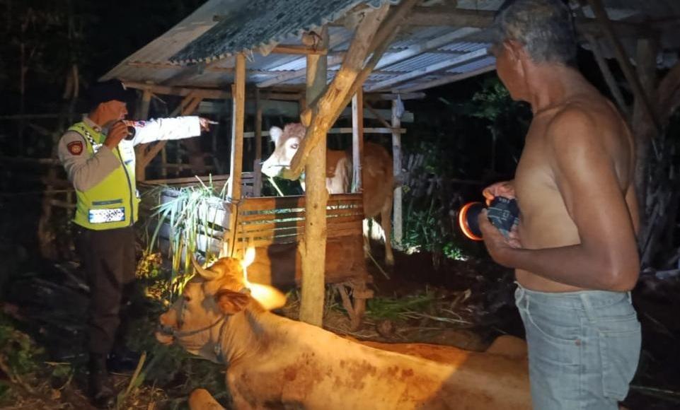 Percobaan Pencurian Hewan Ternak di Wonotirto Blitar, 4 Ekor Sapi Nyaris Raib Digasak Pencuri