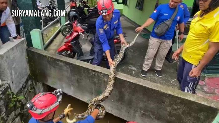 Evakuasi Dua Ular Piton dari Perkampungan Warga di Trenggalek