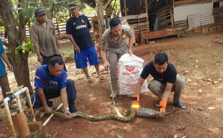 Satpol-PP-dan-Damkar-Tuban-menangkap-ular-piton-sepanjang-35-meter-di-Lingkungan-Jarkali-Tuban.jpg