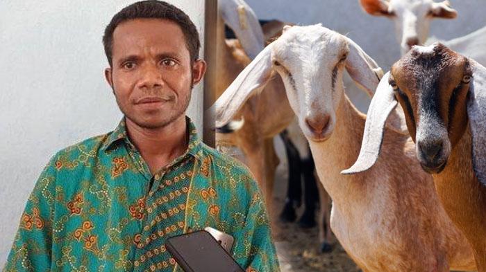 Sosok-Lukas-Guru-SMP-di-NTT-Tidak-Digaji-10-Tahun-Tapi-Dituntut-Kreatif-Harus-Nambi-Jualan-Hewan.jpg