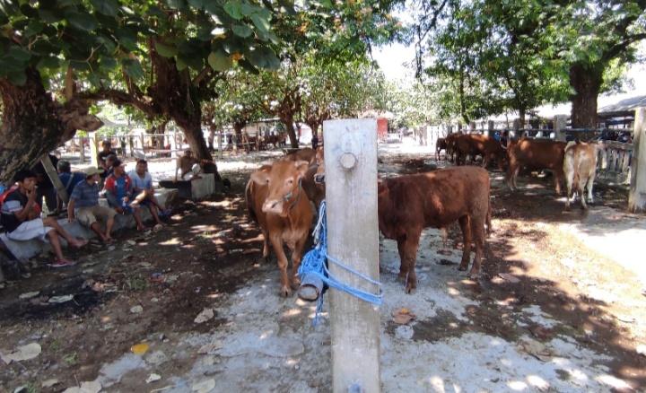 Suasana-Pasar-Sapi-Dimoro-Kota-Blitar-di-hari-pertama-buka-kembali.jpg