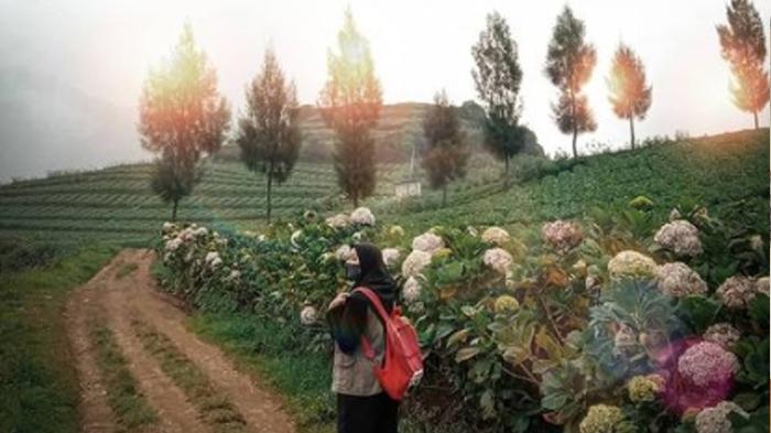 Tempat Wisata Malang Terbaru dengan Nuansa Perkebunan: Ada Kebun Teh Wonosari & Perkebunan Brakseng