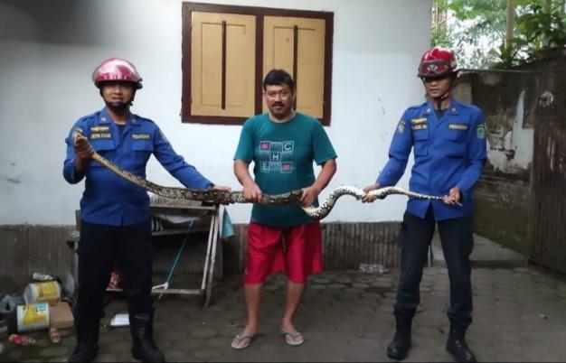 Ular-piton-sepanjang-3-meter-masuk-ke-rumah-milik-Masrurin-di-Desa-Karangsuko-Trenggalek.jpg