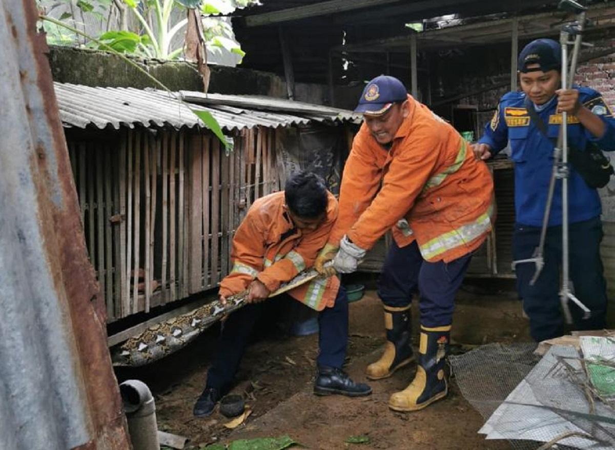 Ular-piton-sepanjang-4-meter-dievakuasi-dari-kandang-bebek.jpg