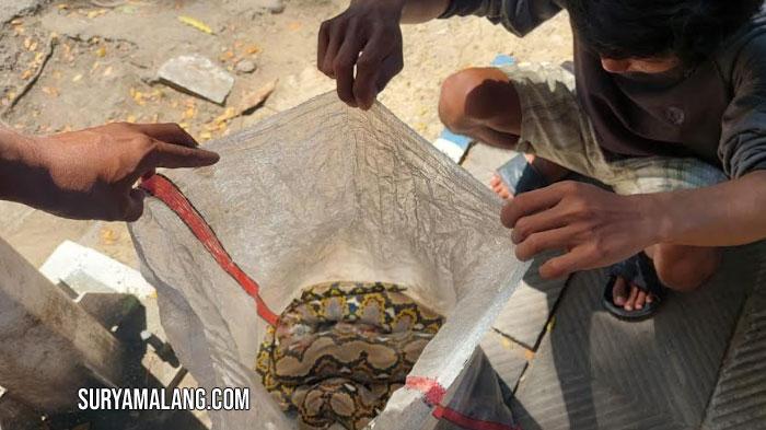 Ular Piton 3 Meter Nyaris Memangsa Warga, Berkeliaran Gegerkan Jalanan Sampang