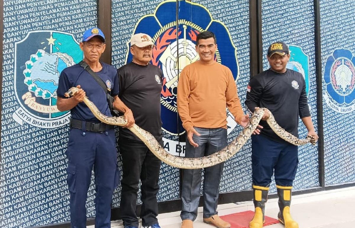 Ular-piton-yang-dievakuasi-dari-area-perumahan-warga-di-Banyuwangi-Jumat-322023.jpg