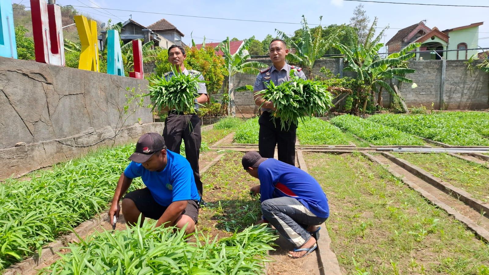 Hidup dalam Penjara, Warga Binaan Lapas Kediri dapat Penghasilan dengan Cara Berkebun dan Berternak