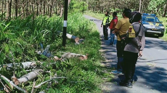 abg-tewas-tertimpa-pohon-tumbang-di-ponorogo.jpg