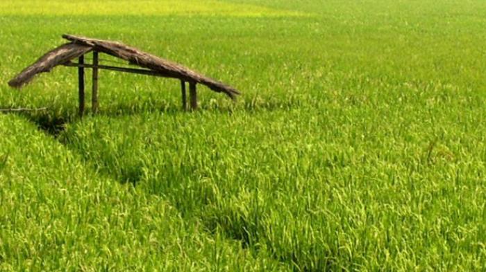 Ada 6 Tuhan di Jember, Inilah Kisah Wartawan yang Setia Menunggu Kedatangan Tuhan dari Sawah