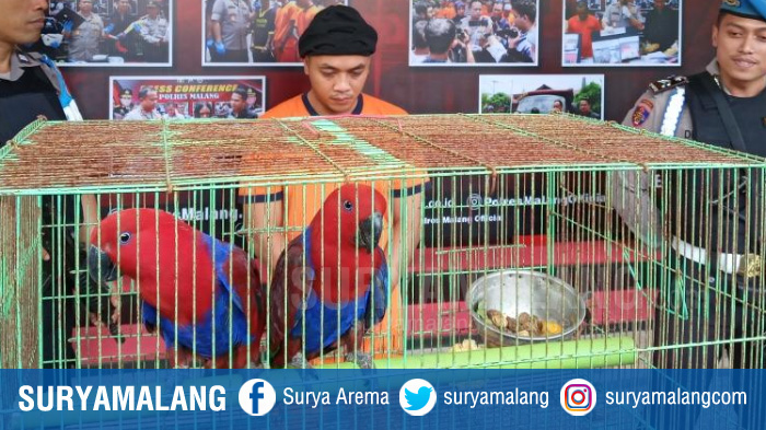 agus-setiawan-ditangkap-polres-malang-jual-burung-nuri.jpg