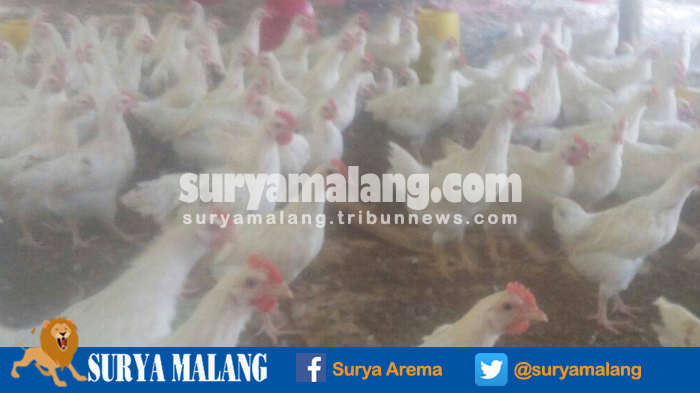 ayam-broiler-di-kandang-milik-diky-dwi-peternak-di-kebunagung-kecamatan-pakisaji-kabupaten-malang_20170331_180534.jpg