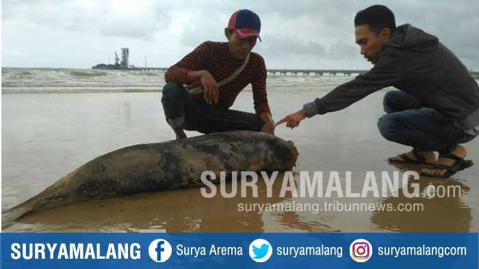 bangkai-ikan-lumba-lumba-ditemukan-di-pesisir-perairan-laut-tuban_20180205_165143.jpg