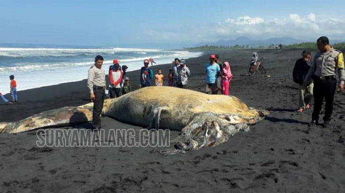 bangkai-ikan-paus-pantai-bambang-dusun-rekasan-desa-bago-pasirian-lumajang4.jpg