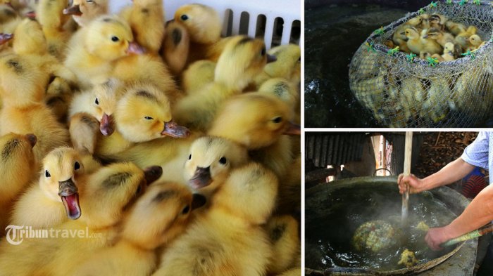 Ribuan Anak Itik Jantan di China Direbus Hidup-hidup, Astaga, Alasannya Bikin Geram