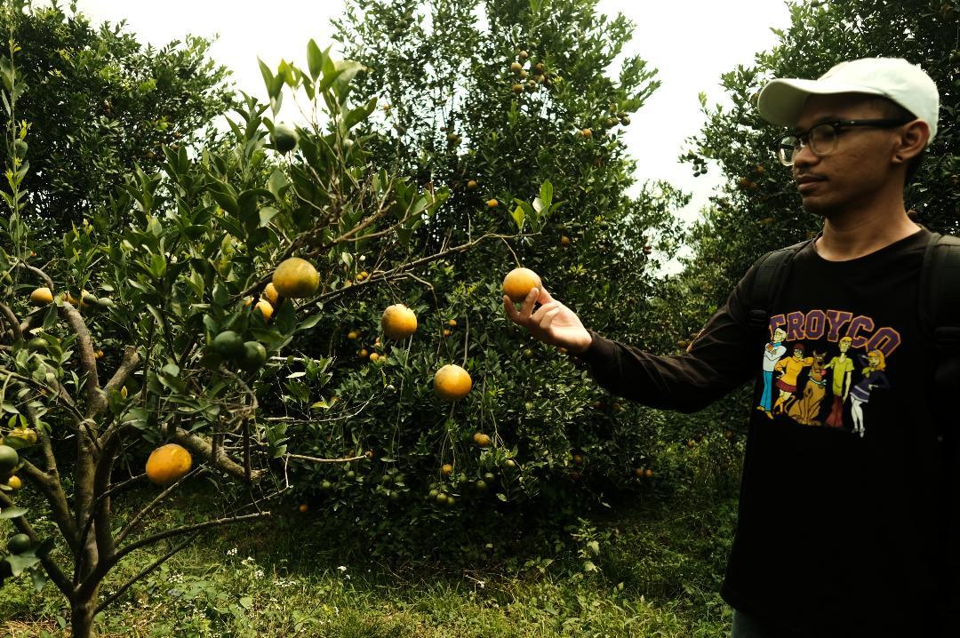 buah-jeruk-yang-siap-dipetik-di-area-perkebunan-di-Desa-Poncokusumo-Kabupaten-Malang.jpg