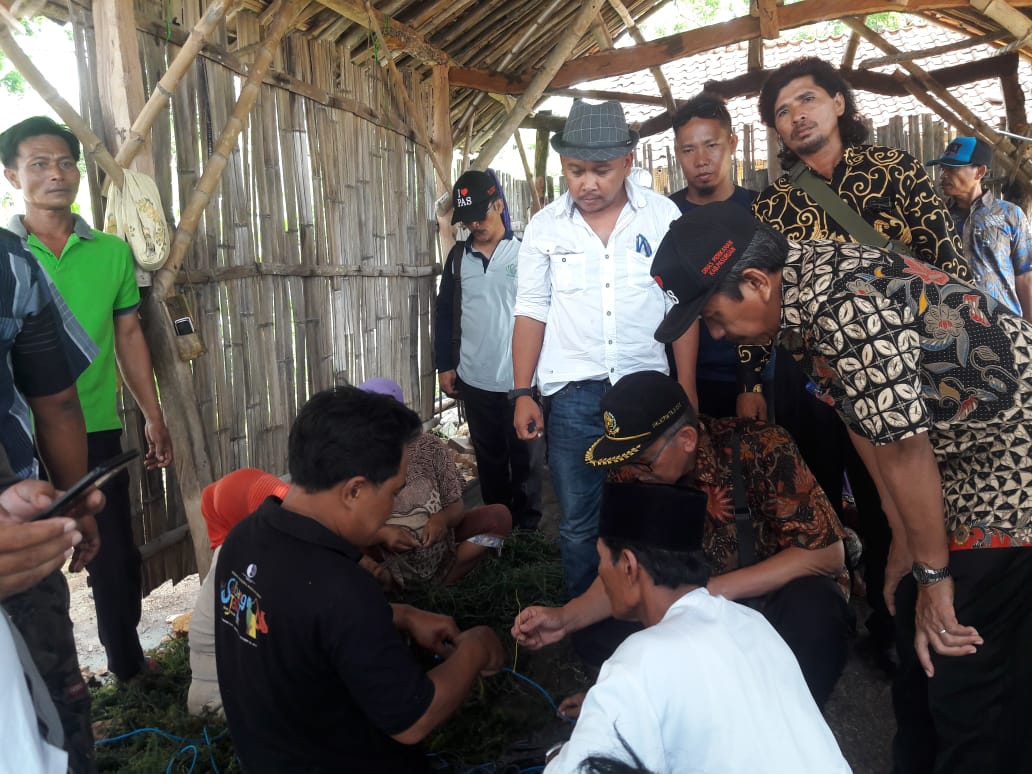 budidaya-rumput-laut-cottoni-di-pasuruan.jpg