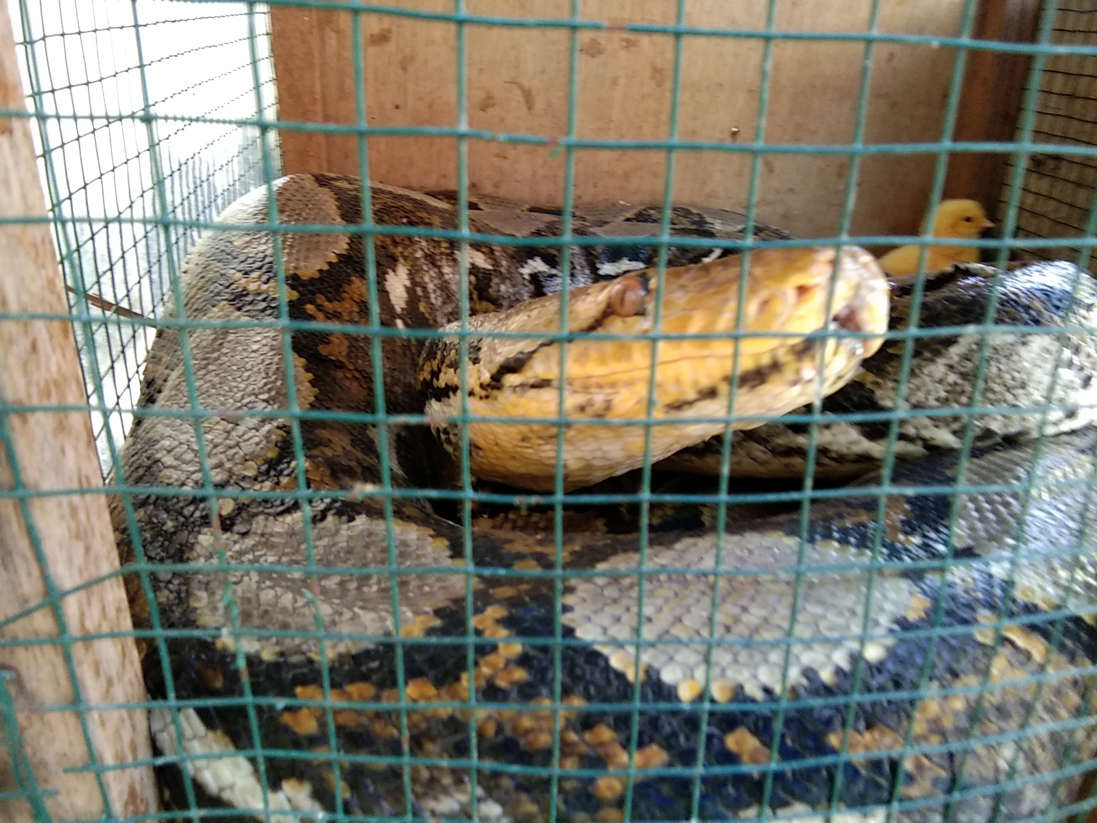 Ketua RT di Surabaya Berharap ada Pembeli Ular Piton 4 Meter Tangkapan Warga